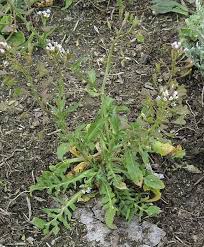 Attēlu rezultāti vaicājumam “Capsella bursa-pastoris leaf”