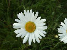 Attēlu rezultāti vaicājumam “Leucanthemum vulgare”