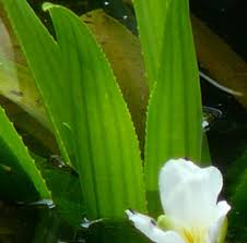 Attēlu rezultāti vaicājumam “Stratiotes aloides leaf”
