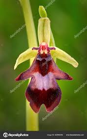 Attēlu rezultāti vaicājumam “Ophrys insectifera flower”