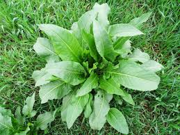 Attēlu rezultāti vaicājumam “Rumex confertus fruit”