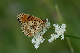 Attēlu rezultāti vaicājumam “Melitaea phoebe underside”