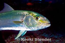 Image result for Seriola dumerili