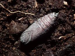 Attēlu rezultāti vaicājumam “Laothoe populi larva”