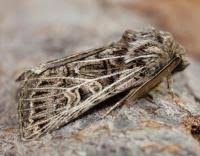 Attēlu rezultāti vaicājumam “Tholera decimalis male”