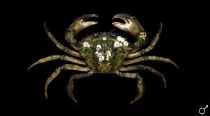 Image result for Carcinus maenas