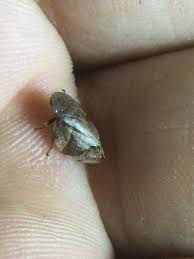 Attēlu rezultāti vaicājumam “Lepyronia coleoptrata”