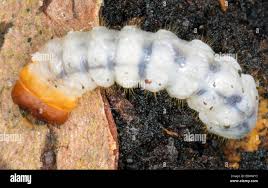 Attēlu rezultāti vaicājumam “Cerambycidae larva”