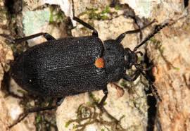 Attēlu rezultāti vaicājumam “Tetratomidae”