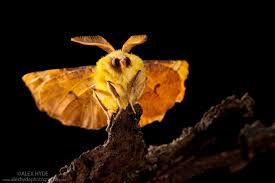 Attēlu rezultāti vaicājumam “Ennomos alniaria”