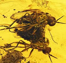 Attēlu rezultāti vaicājumam “Empididae”