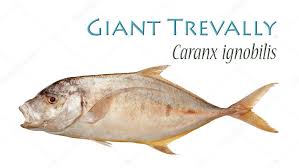 Image result for Caranx ignobilis