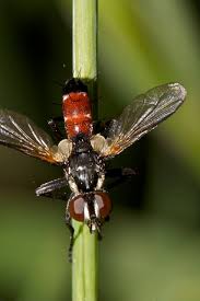 Attēlu rezultāti vaicājumam “Cylindromyia sp.”