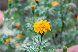 Attēlu rezultāti vaicājumam “Tagetes leaf”