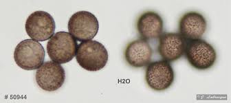 Attēlu rezultāti vaicājumam “Diderma umbilicatum”