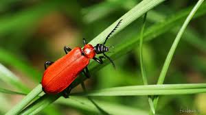 Attēlu rezultāti vaicājumam “Pyrochroidae”