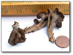 Attēlu rezultāti vaicājumam “Craterium minutum stalked”