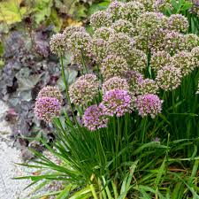 Image result for Zierlauch