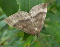 Attēlu rezultāti vaicājumam “Larentia clavaria”