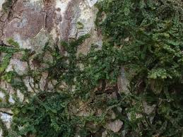 Attēlu rezultāti vaicājumam “Porella platyphylla”