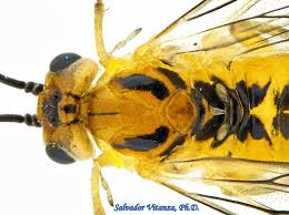 Attēlu rezultāti vaicājumam “Tenthredinidae”