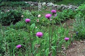 Attēlu rezultāti vaicājumam “Cirsium heterophyllum”