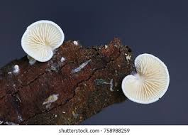 Attēlu rezultāti vaicājumam “Crepidotus versutus”