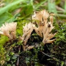 Attēlu rezultāti vaicājumam “Tremellodendropsis tuberosa”