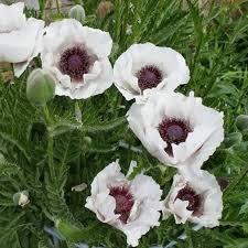 Image result for Papaver orientale