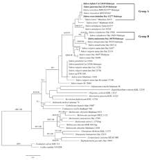 Attēlu rezultāti vaicājumam “Sidera lenis”