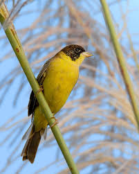 Image result for Emberiza melanocephala