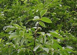 Attēlu rezultāti vaicājumam “Juglans regia”