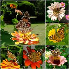 Attēlu rezultāti vaicājumam “Vanessa cardui upperside”