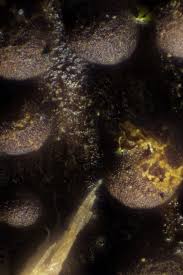 Attēlu rezultāti vaicājumam “Hemitrichia lutescens spores”