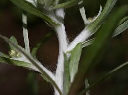 Attēlu rezultāti vaicājumam “Gnaphalium uliginosum leaf”