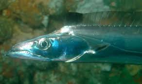 Attēlu rezultāti vaicājumam “Trichia longipalpis macro”