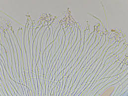 Attēlu rezultāti vaicājumam “Propolis farinosa”