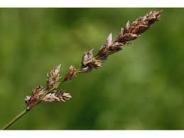 Attēlu rezultāti vaicājumam “Carex diandra”