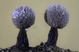 Attēlu rezultāti vaicājumam “Physarum pezizoideum stalked”