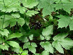 Attēlu rezultāti vaicājumam “Actaea spicata fruit”