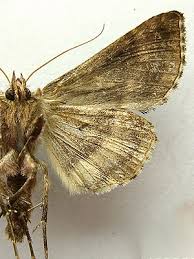 Attēlu rezultāti vaicājumam “Autographa pulchrina”