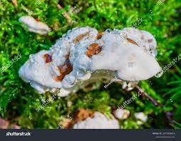 Attēlu rezultāti vaicājumam “Heterobasidion parviporum”