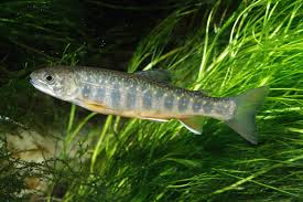 Image result for Salvelinus faroensis