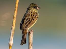 Image result for Emberiza spodocephala
