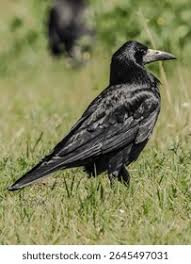 Attēlu rezultāti vaicājumam “Corvus frugilegus”