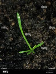 Attēlu rezultāti vaicājumam “Myosurus minimus”