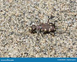 Attēlu rezultāti vaicājumam “Cicindela maritima”