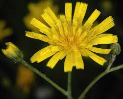 Attēlu rezultāti vaicājumam “Hieracium vulgatum bud”