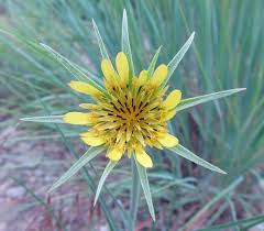 Attēlu rezultāti vaicājumam “Tragopogon pratensis subsp. pratensis flower”