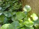 Gotu Kola Health Benefits And Healing Properties | Ayurvedic Diet ...